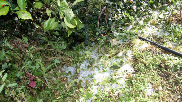 Ζημιές στις αγροτικές καλλιέργειες από το χαλάζι σε Τύρναβο και Φάρσαλα